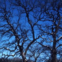 Quercus macrocarpa, (bur oak), habit, winter