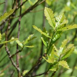 Quercus ×warei 'Long' PP 12673 (REGAL PRINCE® Ware's Oak), leaf, spring