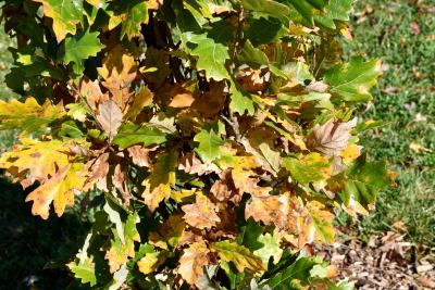 Quercus ×warei 'Nadler' PP 17604 (KINDRED SPIRIT™ Ware's Oak), leaf, fall