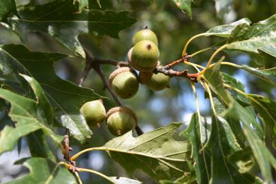 Quercus ×subfalcata (Southern Red-Willow Hybrid Oak), fruit, immature