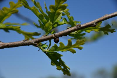 Quercus ×guadalupensis (Guadalupe Oak), bark, twig