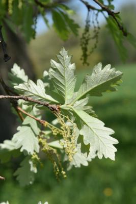 Quercus ×jackiana (Vallonea Oak), leaf, lower surface