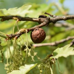 Quercus ×jackiana (Vallonea Oak), gall, twig