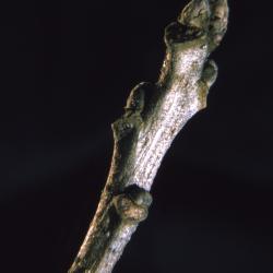 Quercus macrocarpa (bur oak) , bud detail
