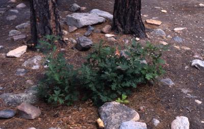 Quercus gambelii (Gambel's oak), small shrub near rocky ground