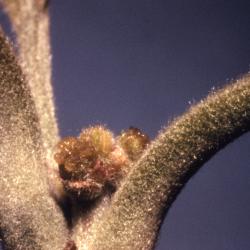 Quercus macrocarpa (bur oak), female flowers detail