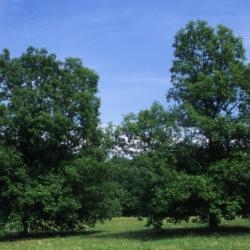 Quercus ×jackiana (Jack's oak), two tall trees