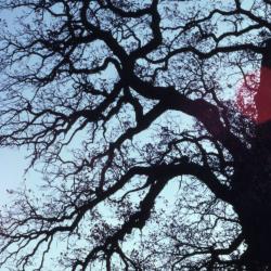 Quercus macrocarpa (bur oak), dense branches