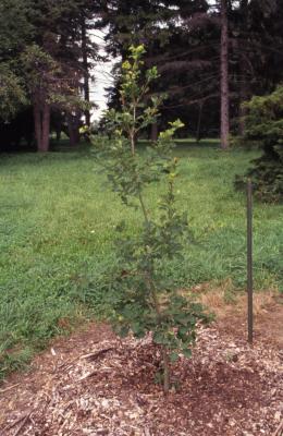 Quercus liaotungensis (Liaotung oak), habit, summer