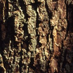 Quercus muehlenbergii (chinkapin oak), bark
