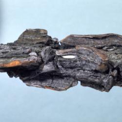 Quercus macrocarpa (bur oak), bark detail