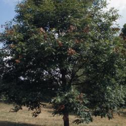 Quercus muehlenbergii (chinkapin oak), habit, summer