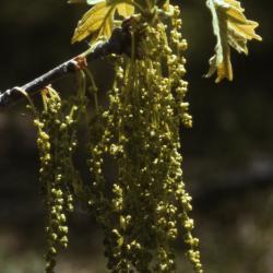 Quercus macrocarpa (bur oak), catkins and young leaves