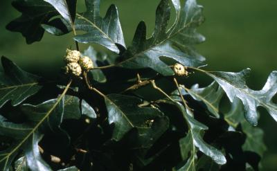 Quercus macrocarpa (bur oak), new acorns and leaves