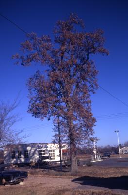 Quercus lyrata (overcup oak), habit, fall