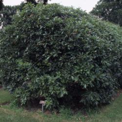 Quercus imbricaria (shingle oak), hedgerow