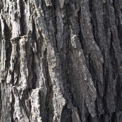 Quercus macrocarpa (bur oak) , bark