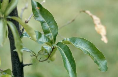 Quercus imbricaria (shingle oak), leaves