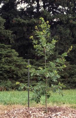 Quercus liaotungensis (Liaotung oak), habit, summer