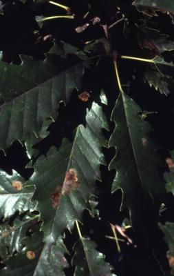 Quercus muehlenbergii (chinkapin oak), leaves
