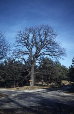Quercus macrocarpa (bur oak), habit