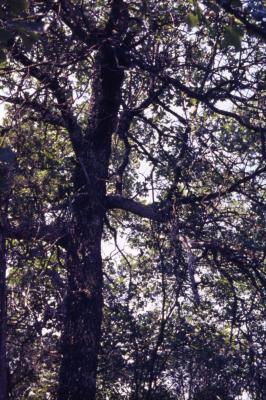 Quercus marilandica (blackjack oak), trunk and branches