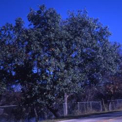 Quercus muehlenbergii (chinkapin oak), habit, fall