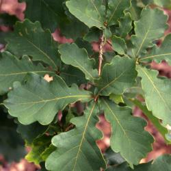 Quercus liaotungensis (Liaotung oak), leaves