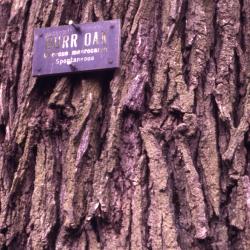 Quercus macrocarpa (bur oak), bark
