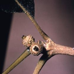Quercus macrocarpa (bur oak), new acorns detail