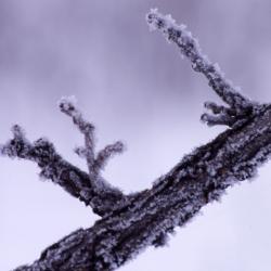 Quercus macrocarpa (bur oak), snow-covered twig detail