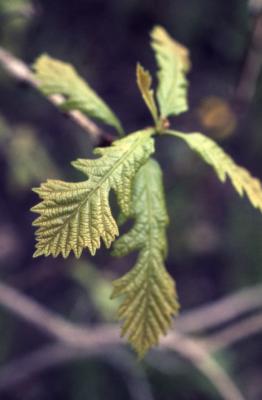 Quercus macrocarpa (bur oak), young leaves