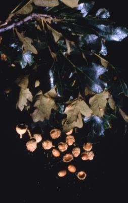 Quercus macrocarpa (bur oak), leaves and acorns
