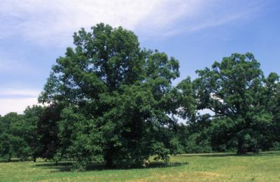 Quercus ×jackiana (Jack's oak), habit, summer