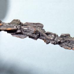Quercus macrocarpa (bur oak), bark detail