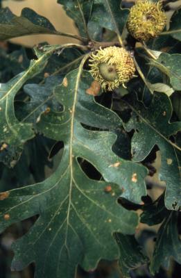 Quercus macrocarpa (bur oak), acorns and leaves