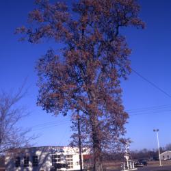 Quercus lyrata (overcup oak), habit, fall