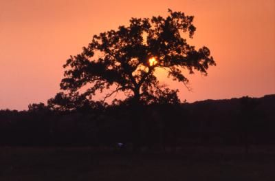 Quercus macrocarpa (bur oak), crown against sunset sky