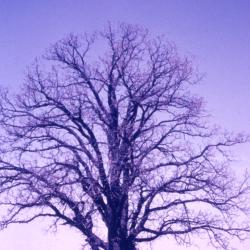 Quercus macrocarpa (bur oak), habit, winter