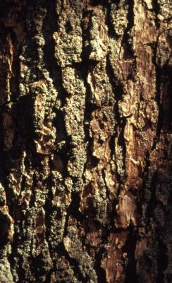 Quercus muehlenbergii (chinkapin oak), bark