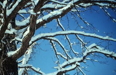 Quercus macrocarpa (bur oak), snowy trunk and branches