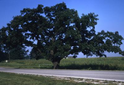 Quercus macrocarpa (bur oak) , habit, summer