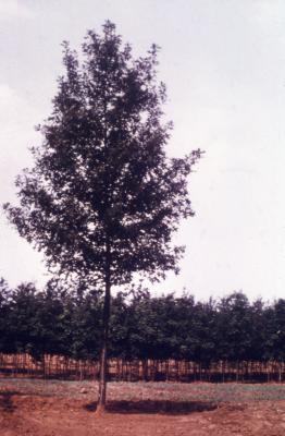 Quercus palustris 'Sovereign' (Sovereign pin oak), habit