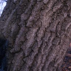 Quercus palustris (pin oak), trunk bark detail