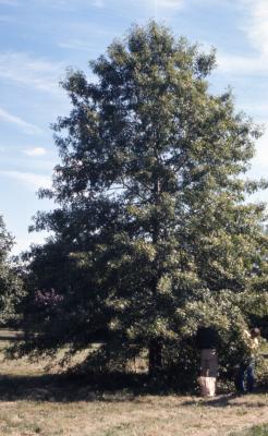 Quercus palustris (pin oak), habit, fall