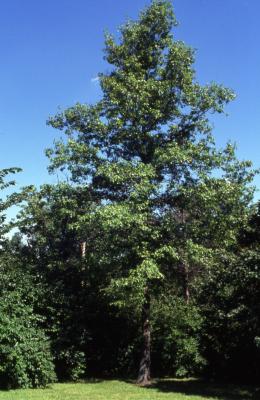 Quercus palustris (pin oak), mature tree