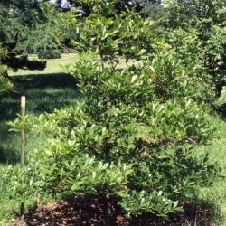Quercus oglethorpensis (Oglethorpe's oak), habit, summer