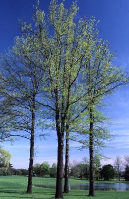 Quercus palustris (pin oak), habit, spring