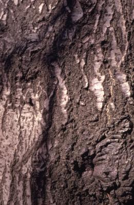 Quercus palustris (pin oak), bark detail