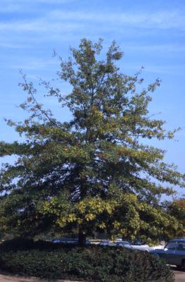 Quercus palustris (pin oak), habit, early fall